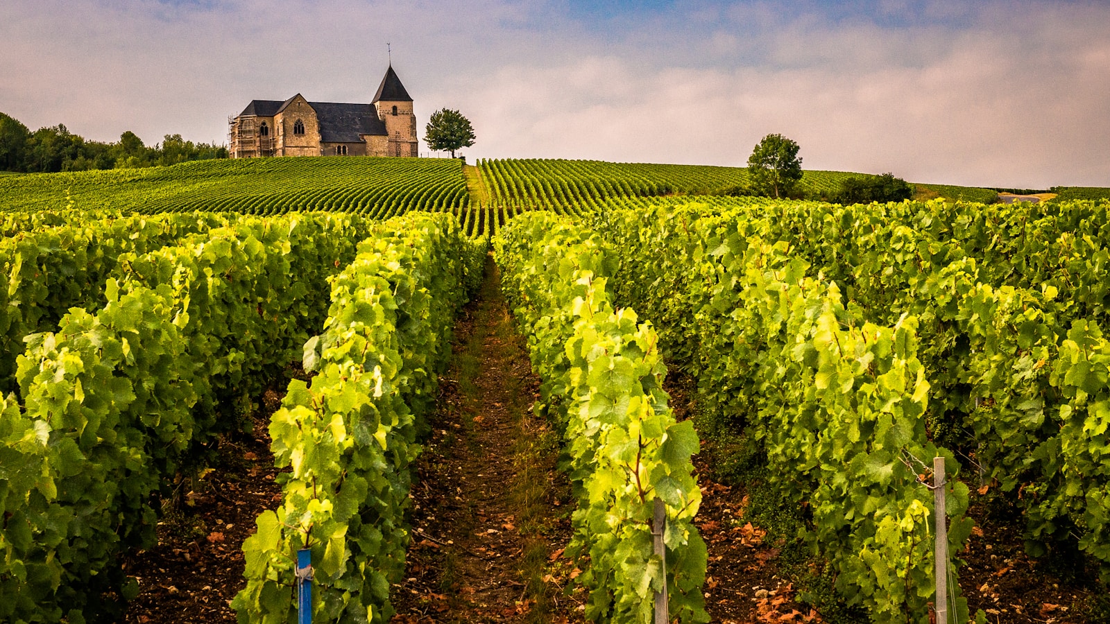 Vignobles de Champagne près de Reims pour illustrer les besoins de traduction liés à l’export