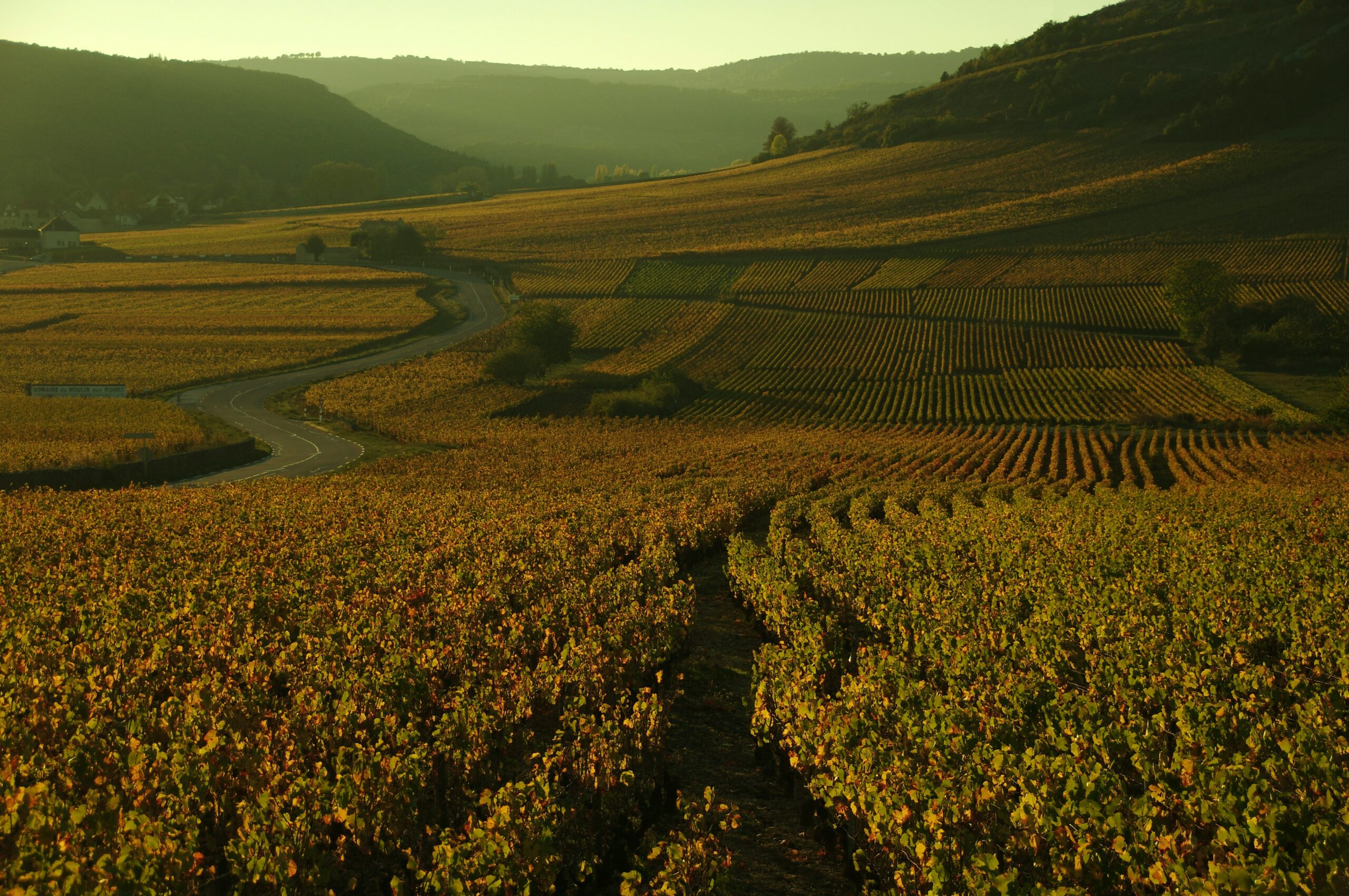 Vignobles de Bourgogne illustrant les échanges internationaux autour de Dijon