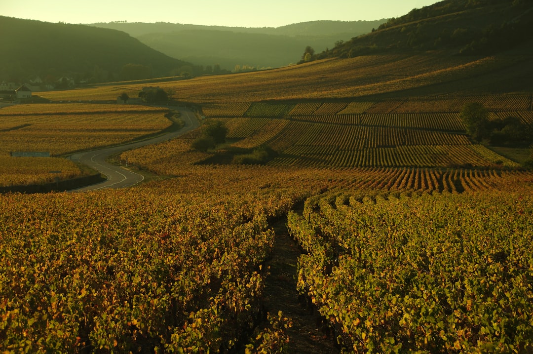 Vignobles de Bourgogne illustrant les services de traduction en Bourgogne-Franche-Comté