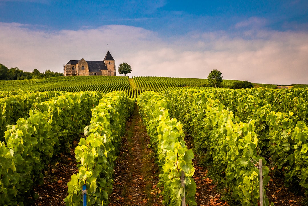 Vignobles de Champagne près de Reims dans le Grand Est