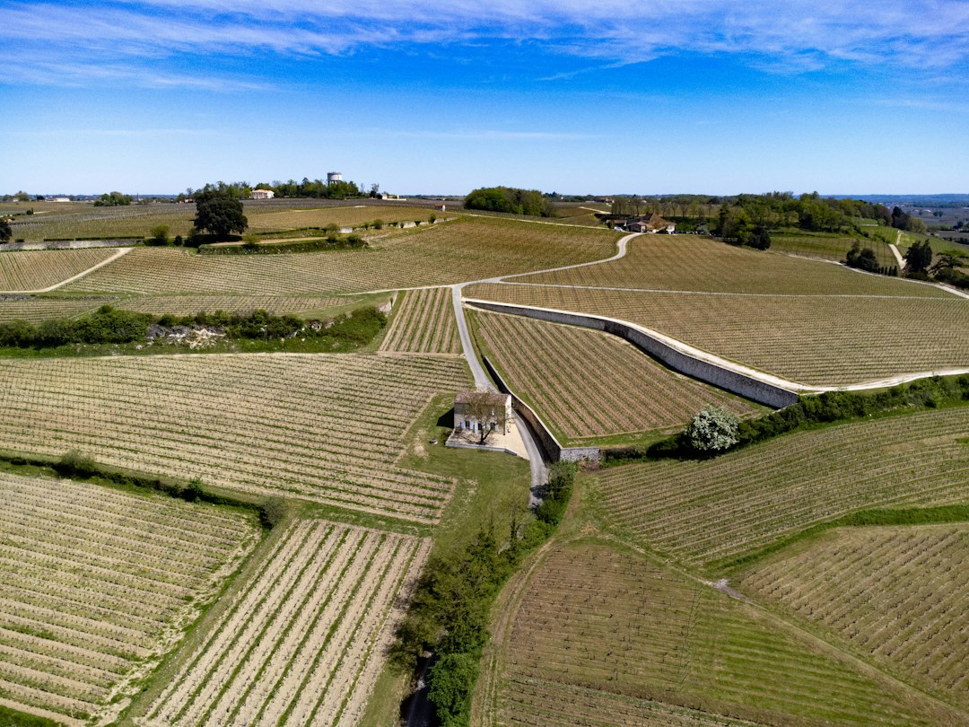 Vignobles de Nouvelle-Aquitaine illustrant les activités viticoles et exportatrices de la région