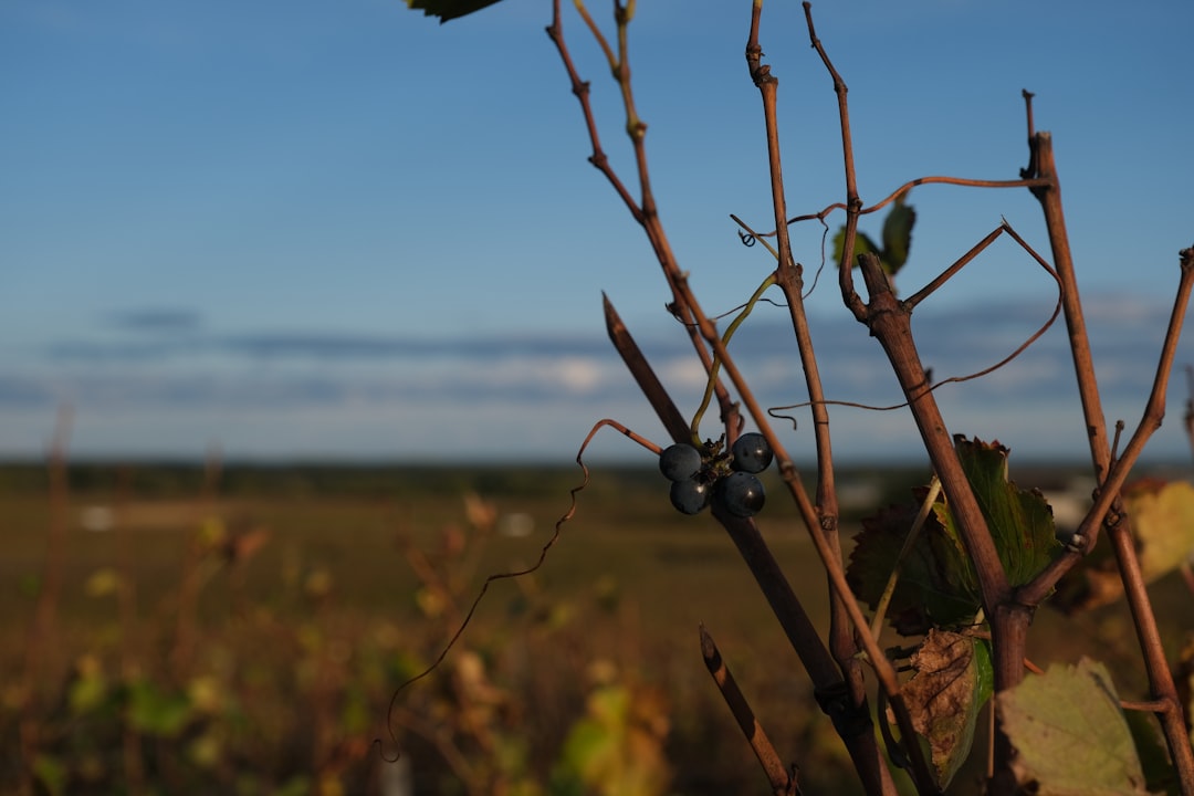 Vignobles de Vosne-Romanée en Bourgogne-Franche-Comté